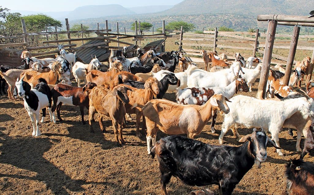 Livelihoods: Livestock