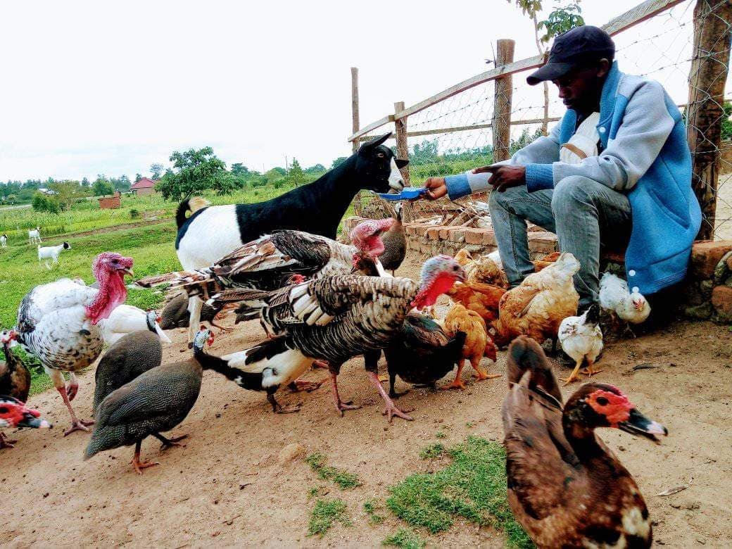 Livelihoods: Poultry